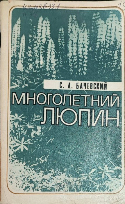 Многолетний люпин
