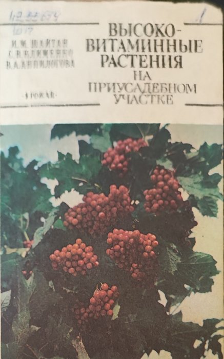 Высоковитаминные растения на приусадебном участке
