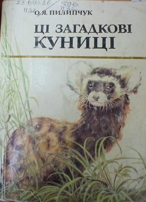 Ці загадкові куниці